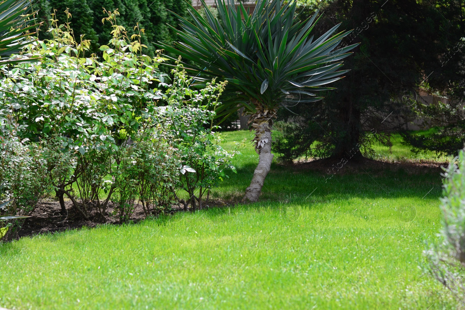 Photo of Shrubs, trees and bright green grass in garden on sunny day