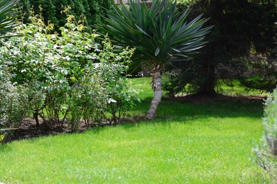 Photo of Shrubs, trees and bright green grass in garden on sunny day