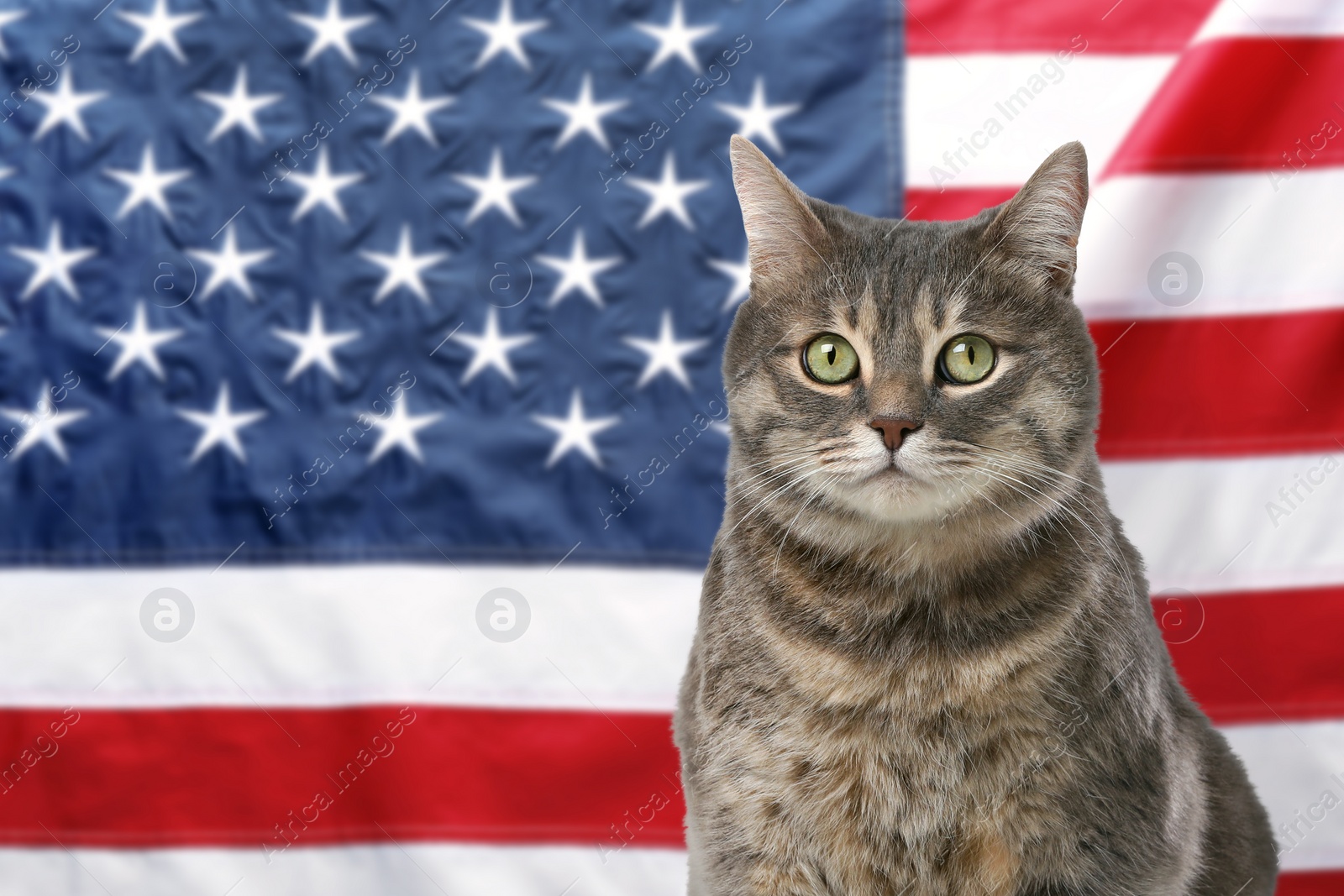 Image of Cute cat against national flag of United States of America