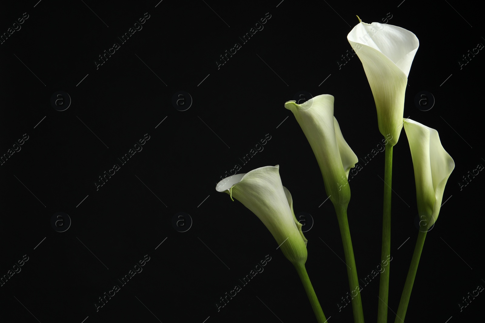 Photo of Beautiful calla lily flowers on black background, space for text