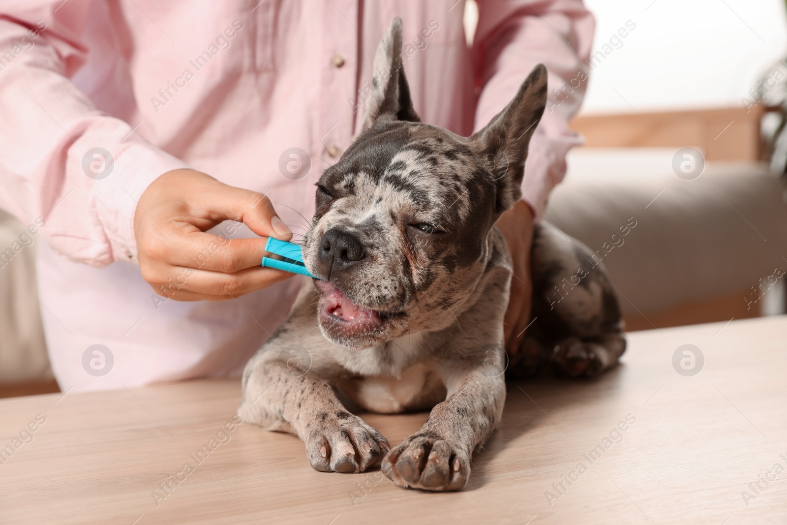 Photo of Woman brushing dog's teeth at table indoors, closeup