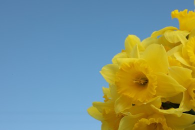 Photo of Beautiful daffodils on blue background, space for text. Fresh spring flowers