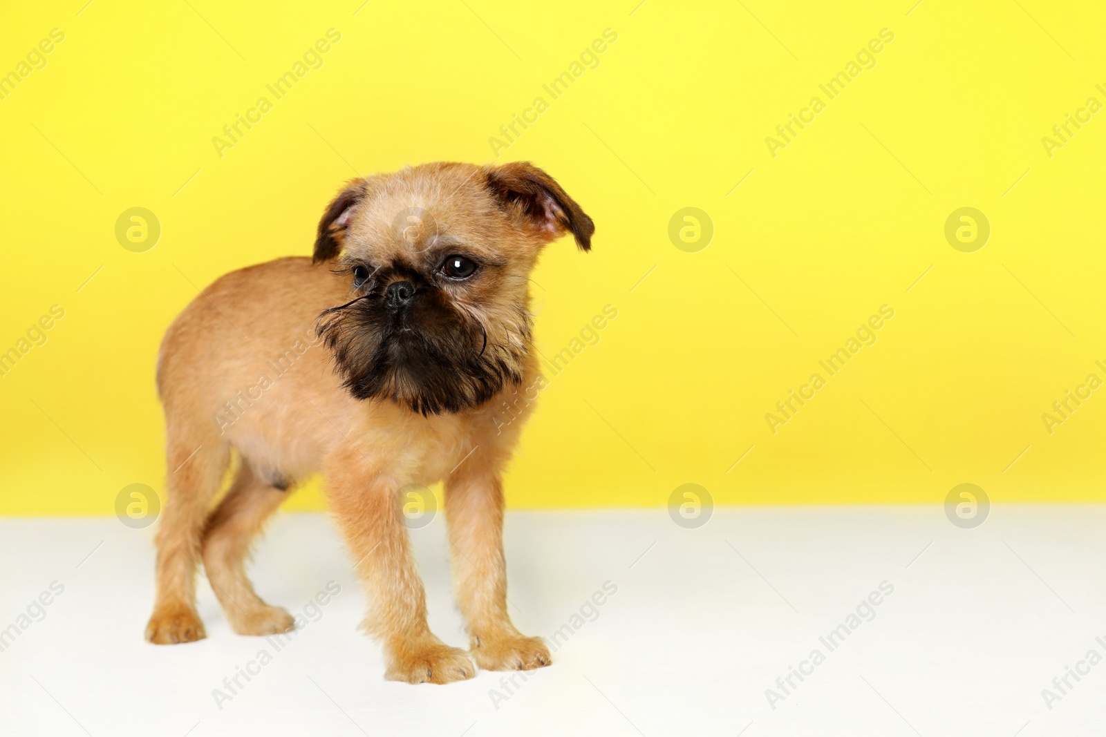 Photo of Studio portrait of funny Brussels Griffon dog on color background. Space for text