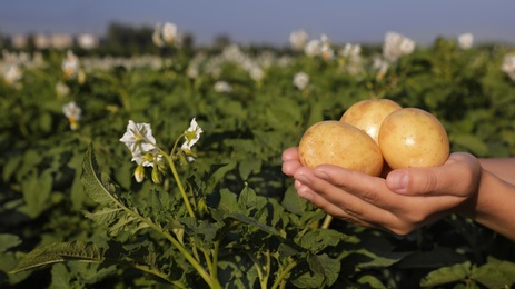 Photo of Woman holding bunch of potato against blooming field, closeup