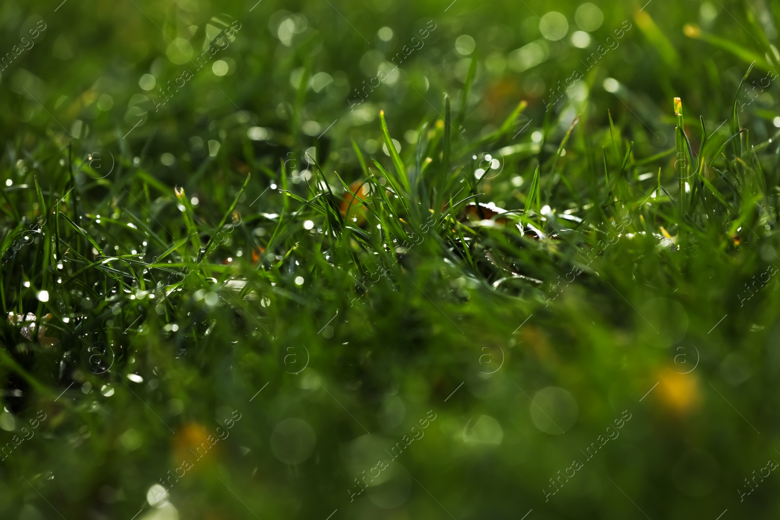 Photo of Closeup view of dew drops on fresh green grass outdoors