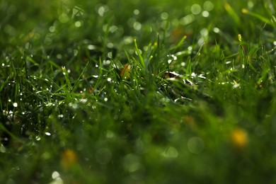 Closeup view of dew drops on fresh green grass outdoors