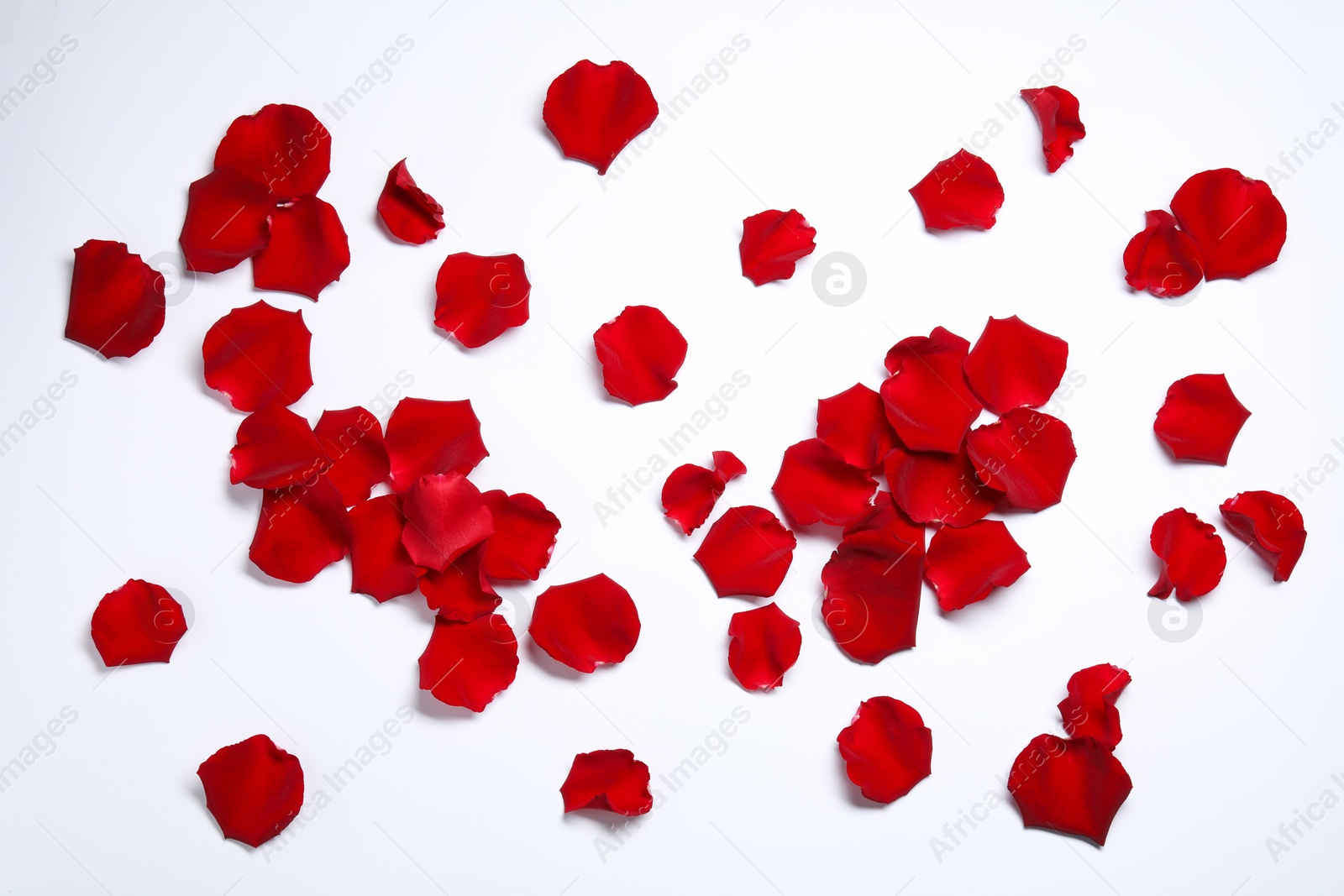 Photo of Beautiful red rose petals on white background, top view