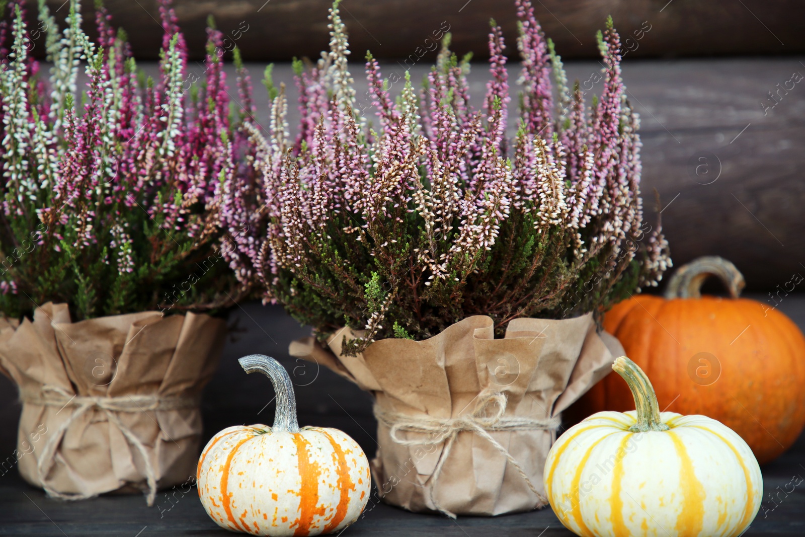 Photo of Beautiful heather flowers in pots and pumpkins on table near wooden wall