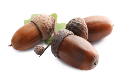 Acorns and oak leaf on white background