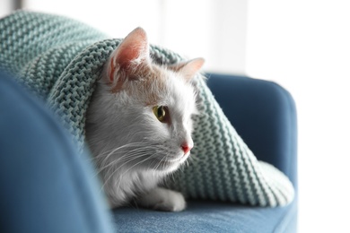 Photo of Cute fluffy cat covered with plaid in armchair