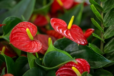 Photo of Blooming red anthurium flowers, closeup. Tropical plant