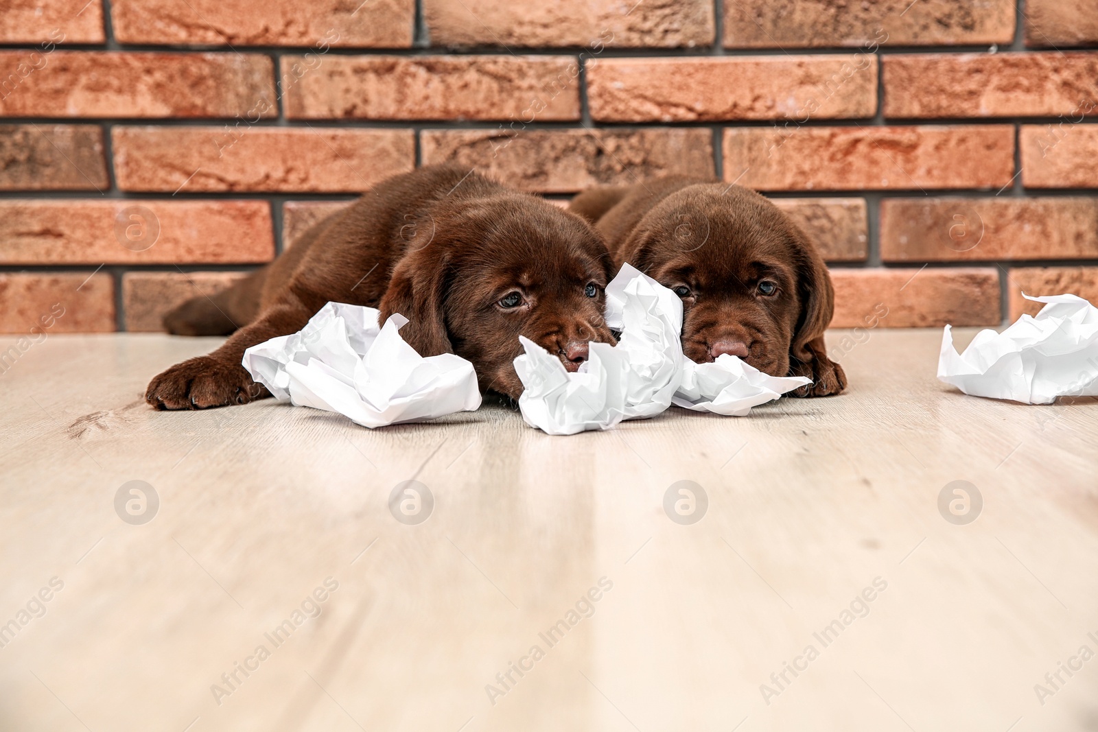 Photo of Mischievous chocolate Labrador Retriever puppies and torn paper near wall indoors