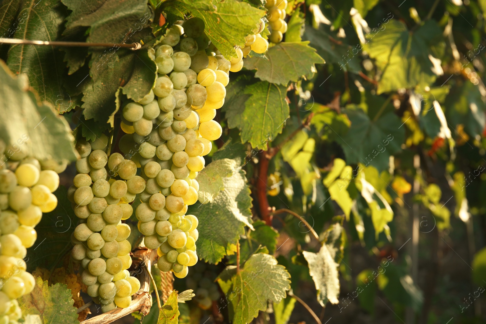 Photo of Bunches of grapes growing in vineyard on sunny day. Wine production