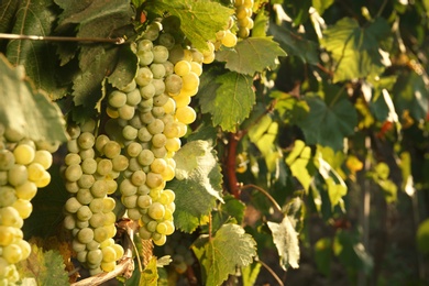 Bunches of grapes growing in vineyard on sunny day. Wine production