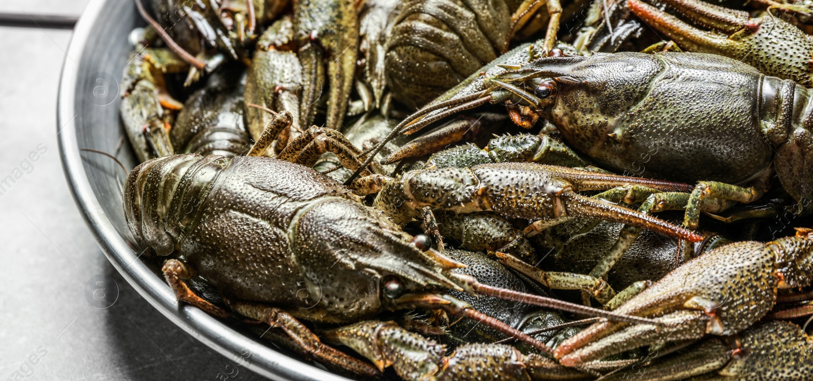 Image of Uncooked crayfishes in pan, closeup. Banner design