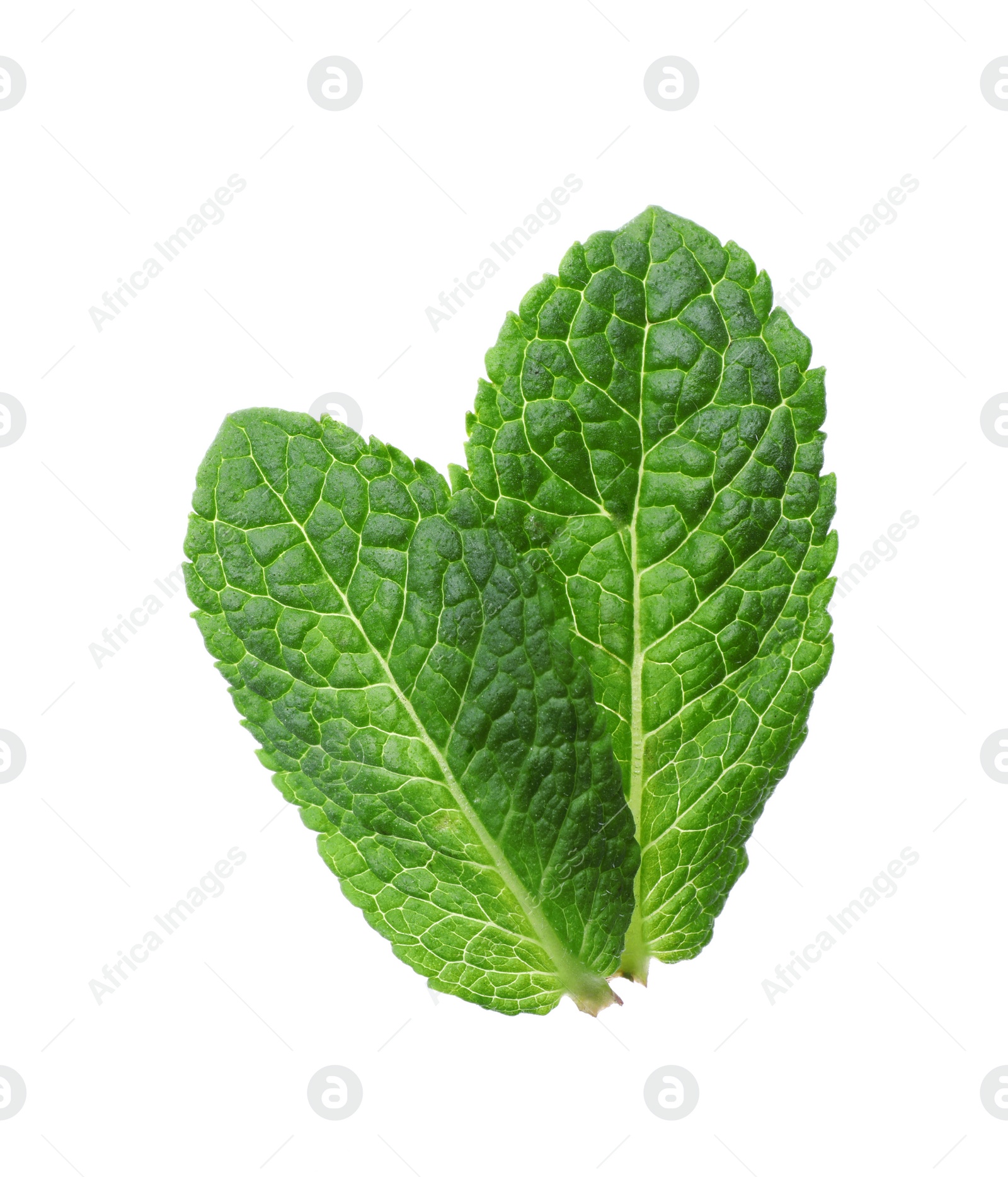 Photo of Green leaves of fresh aromatic mint isolated on white