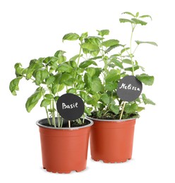 Photo of Aromatic potted basil and melissa isolated on white