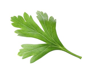 Fresh green parsley leaf isolated on white