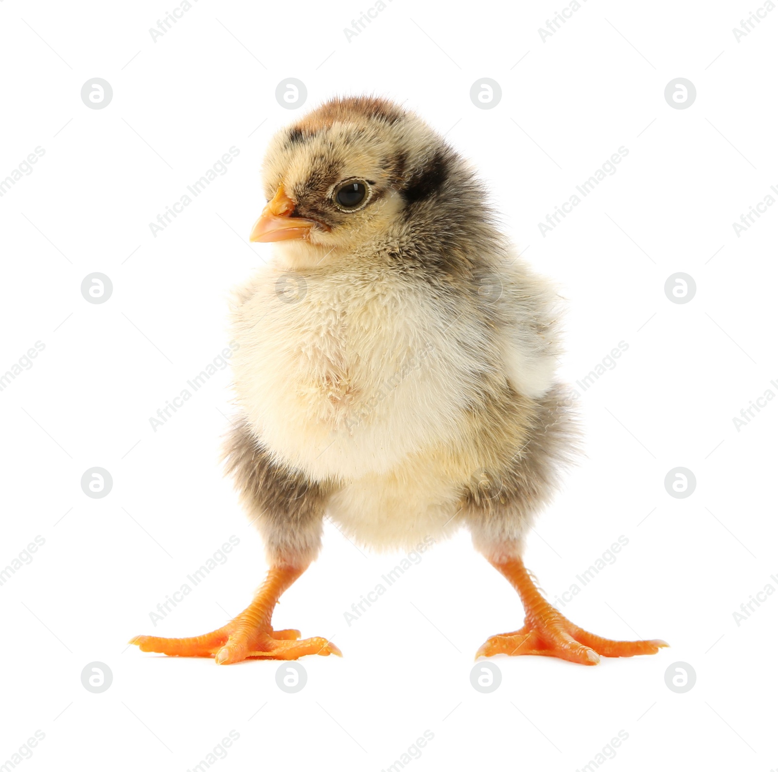 Photo of One cute chick isolated on white. Baby animal