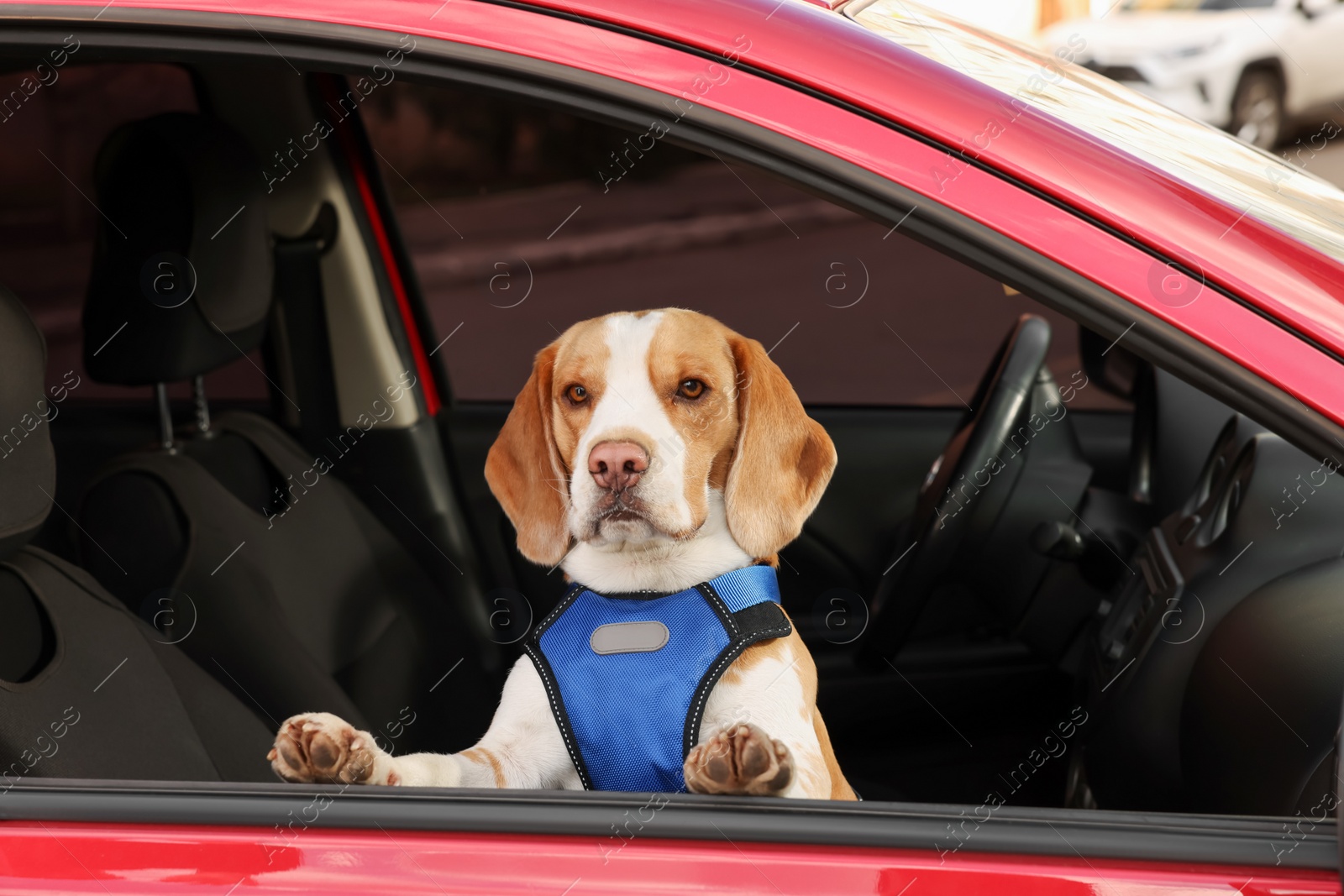 Photo of Cute Beagle dog peeking out car window