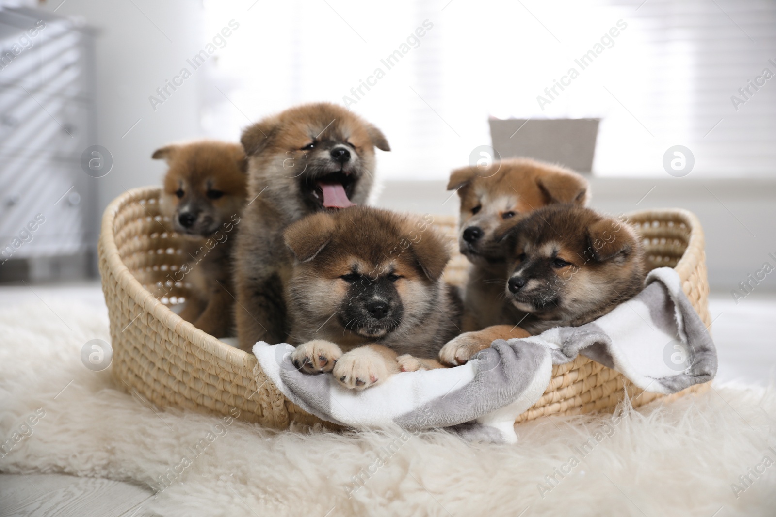 Photo of Cute Akita Inu puppies in wicker basket indoors