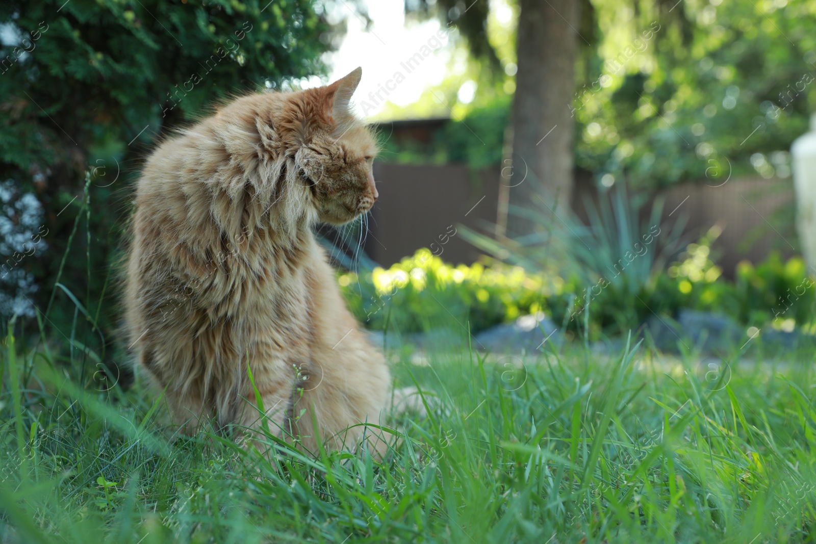 Photo of Cute fluffy cat sitting on green grass outdoors. Space for text