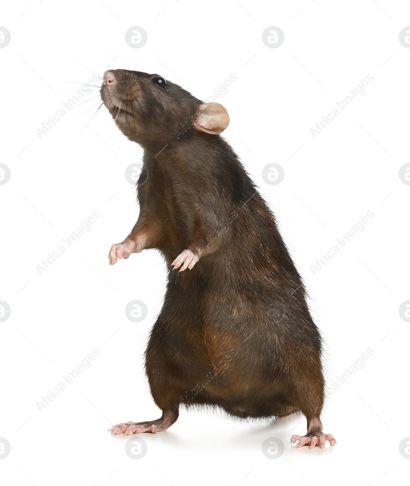 Photo of Little brown rat on white background. Pest control