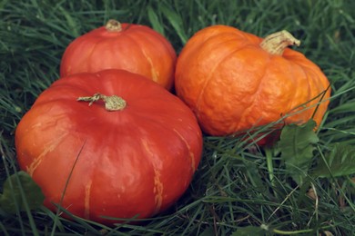 Photo of Whole ripe orange pumpkins among green grass outdoors, closeup