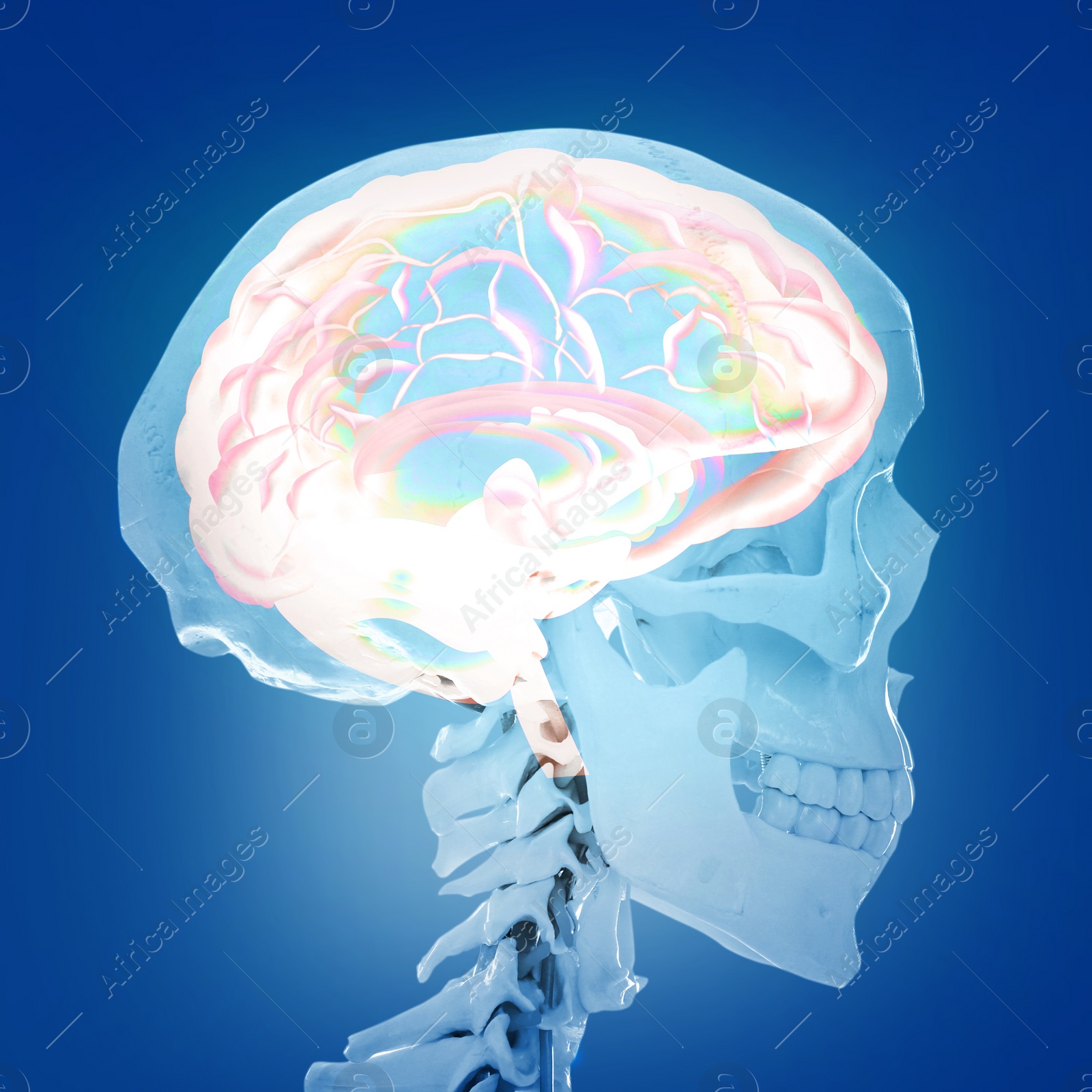 Image of Artificial human skeleton model on blue background. Medical scan of brain 