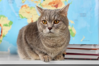 Photo of Cute cat and books on table against world map. Travel with pet concept