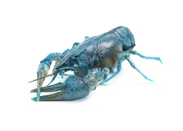 Image of Blue or sapphire crayfish isolated on white