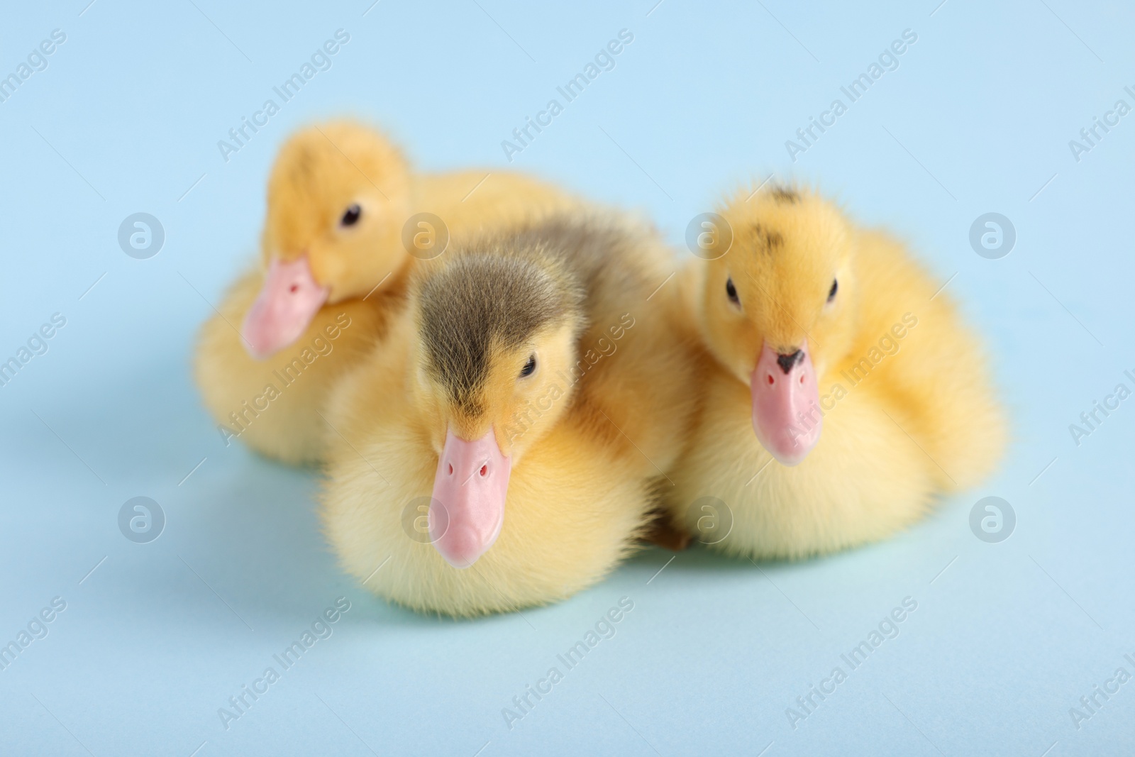 Photo of Baby animals. Cute fluffy ducklings sitting on light blue background, selective focus