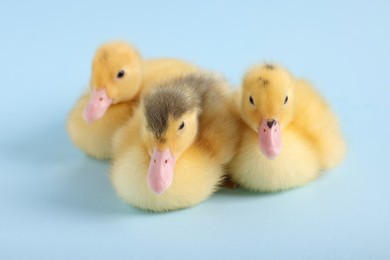 Photo of Baby animals. Cute fluffy ducklings sitting on light blue background, selective focus