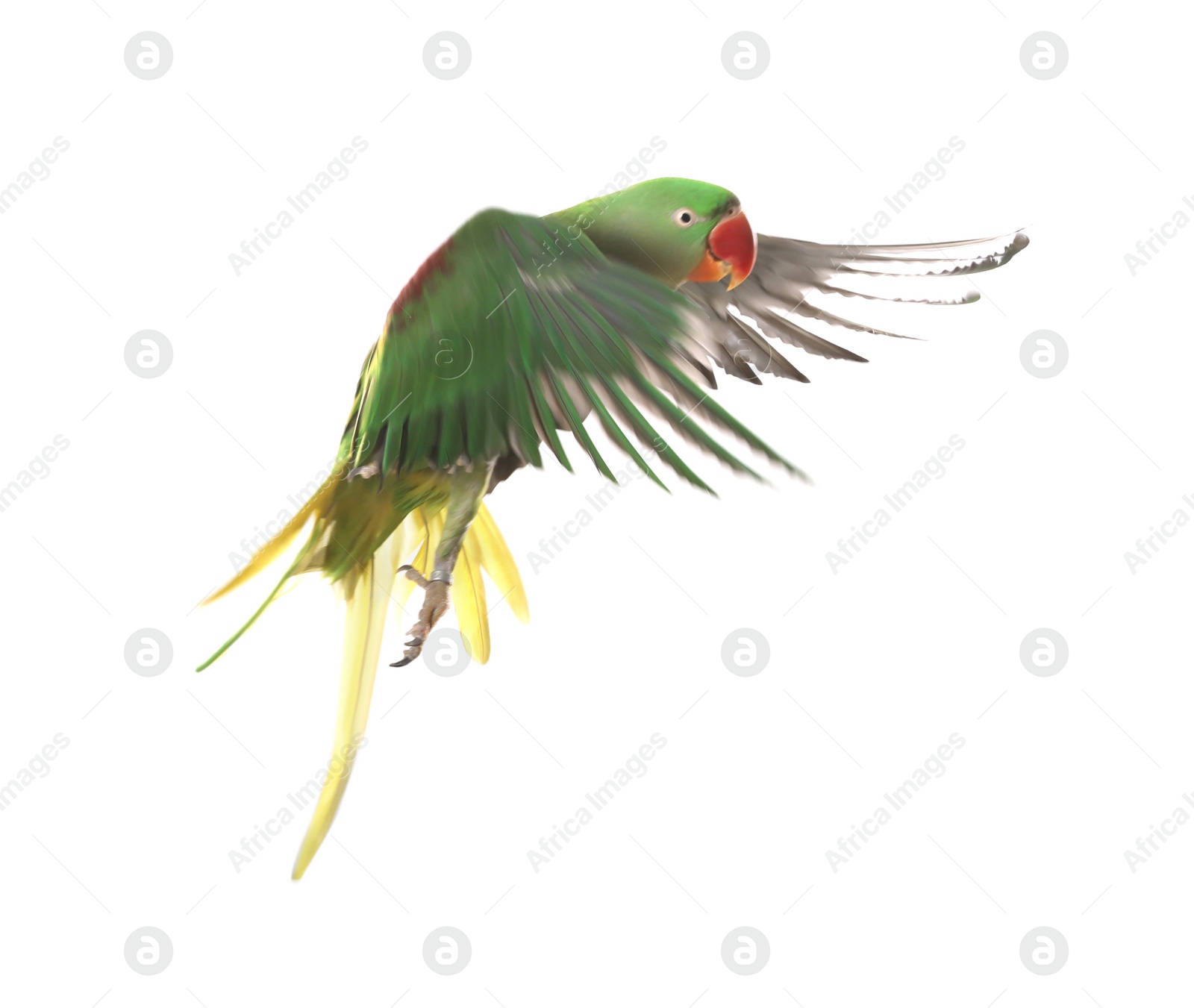 Photo of Beautiful Alexandrine parakeet flying isolated on white