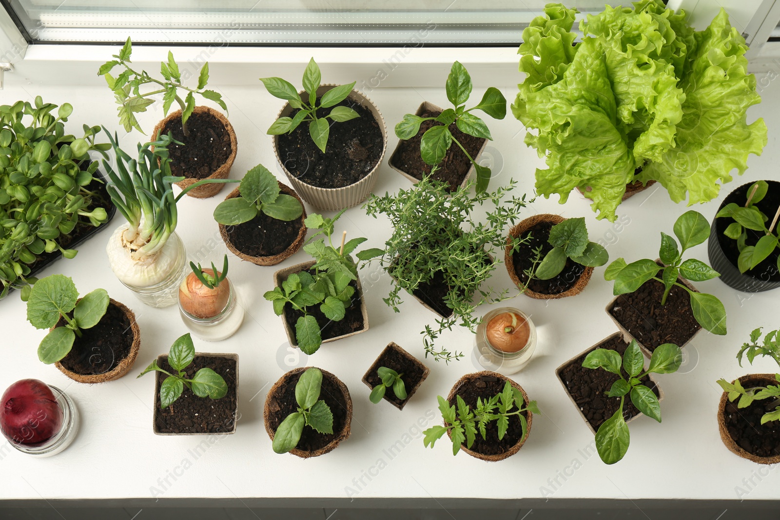 Photo of Many different seedlings in pots and sprouted onions on window sill, above view