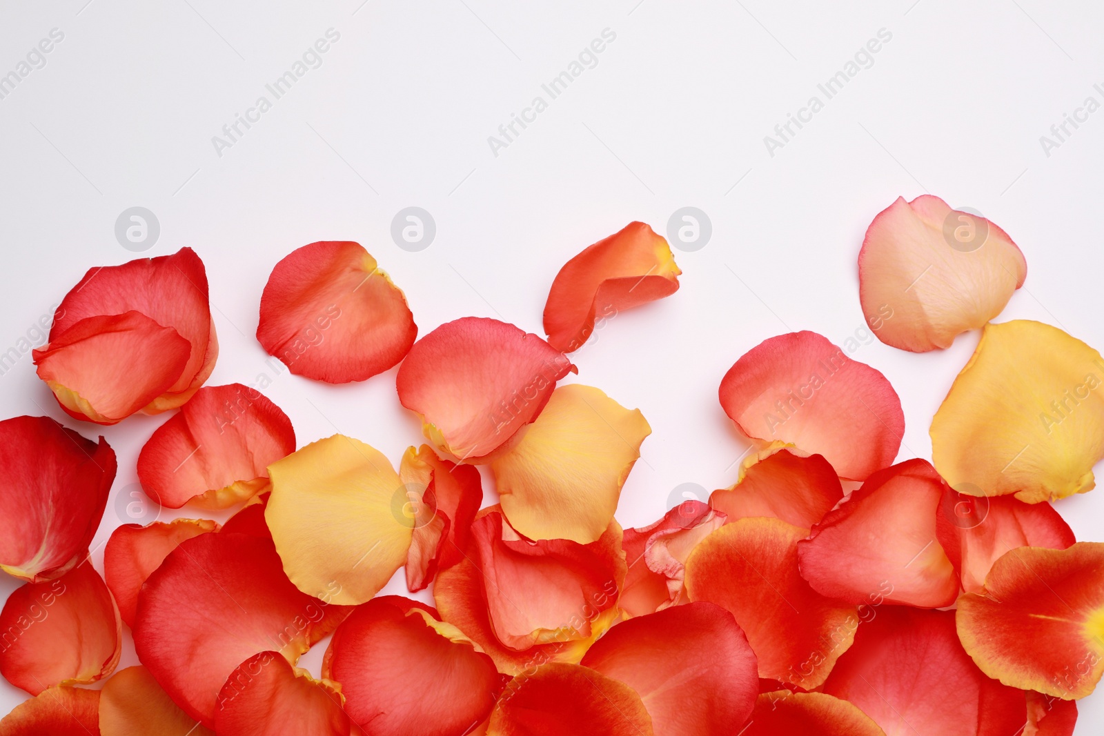 Photo of Beautiful rose petals on white background, top view