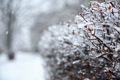 Photo of Bush branches covered with snow on storm day. Space for text