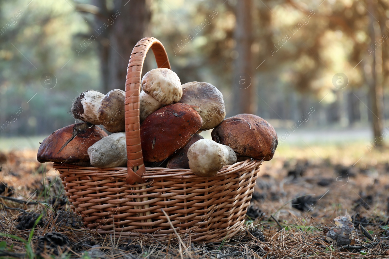 Photo of Wicker basket with fresh wild mushrooms in forest, closeup