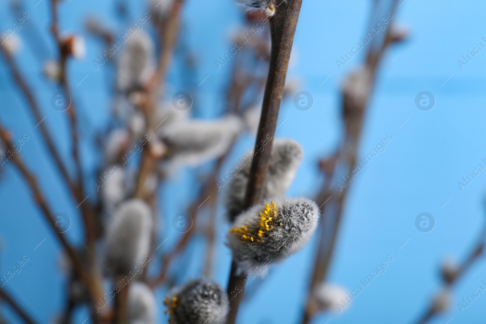 Photo of Beautiful blooming willow branch on light blue background, closeup