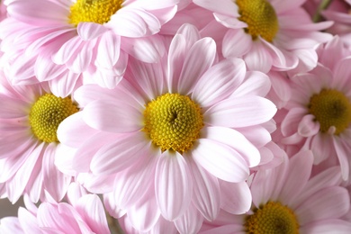 Bunch of beautiful chamomile flowers as background, closeup