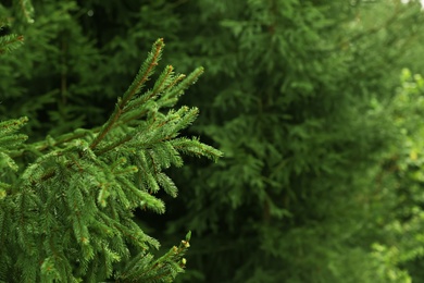 Beautiful fir with green branches in forest, closeup