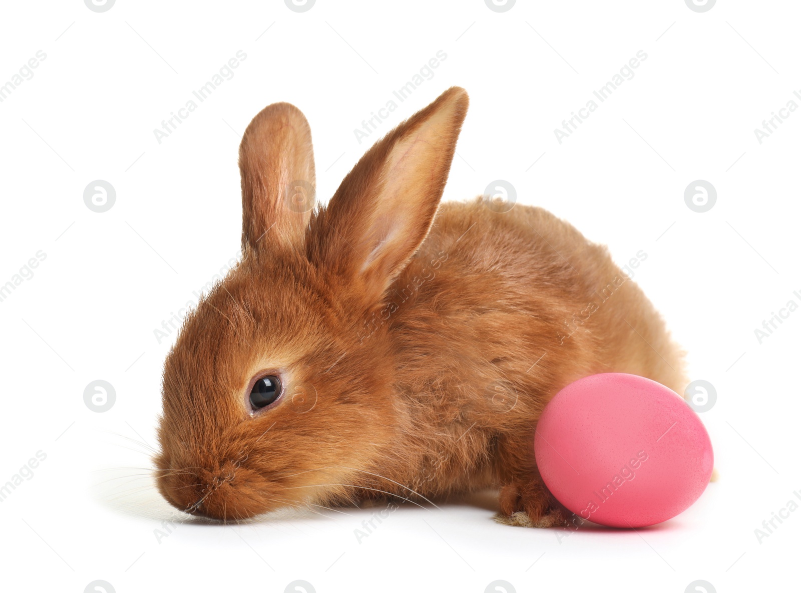 Photo of Cute bunny and Easter egg on white background