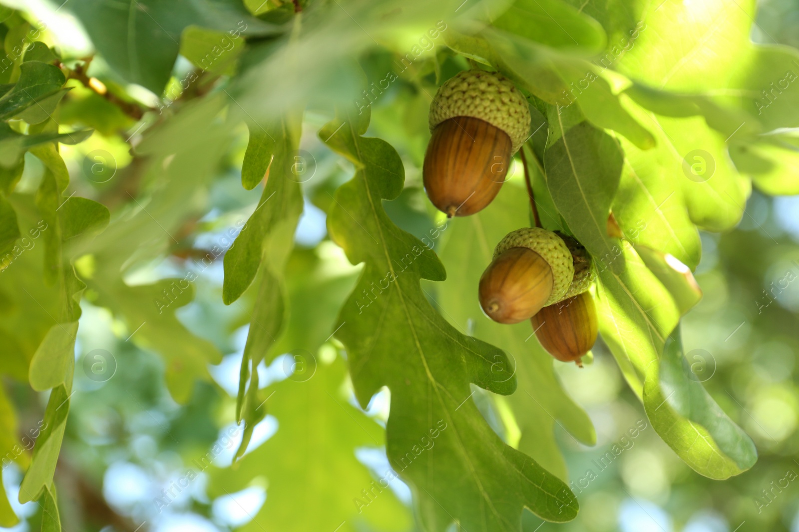 Photo of Closeup view of oak with green leaves and acorns outdoors