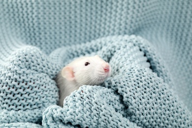 Photo of Cute small rat wrapped in soft knitted blanket