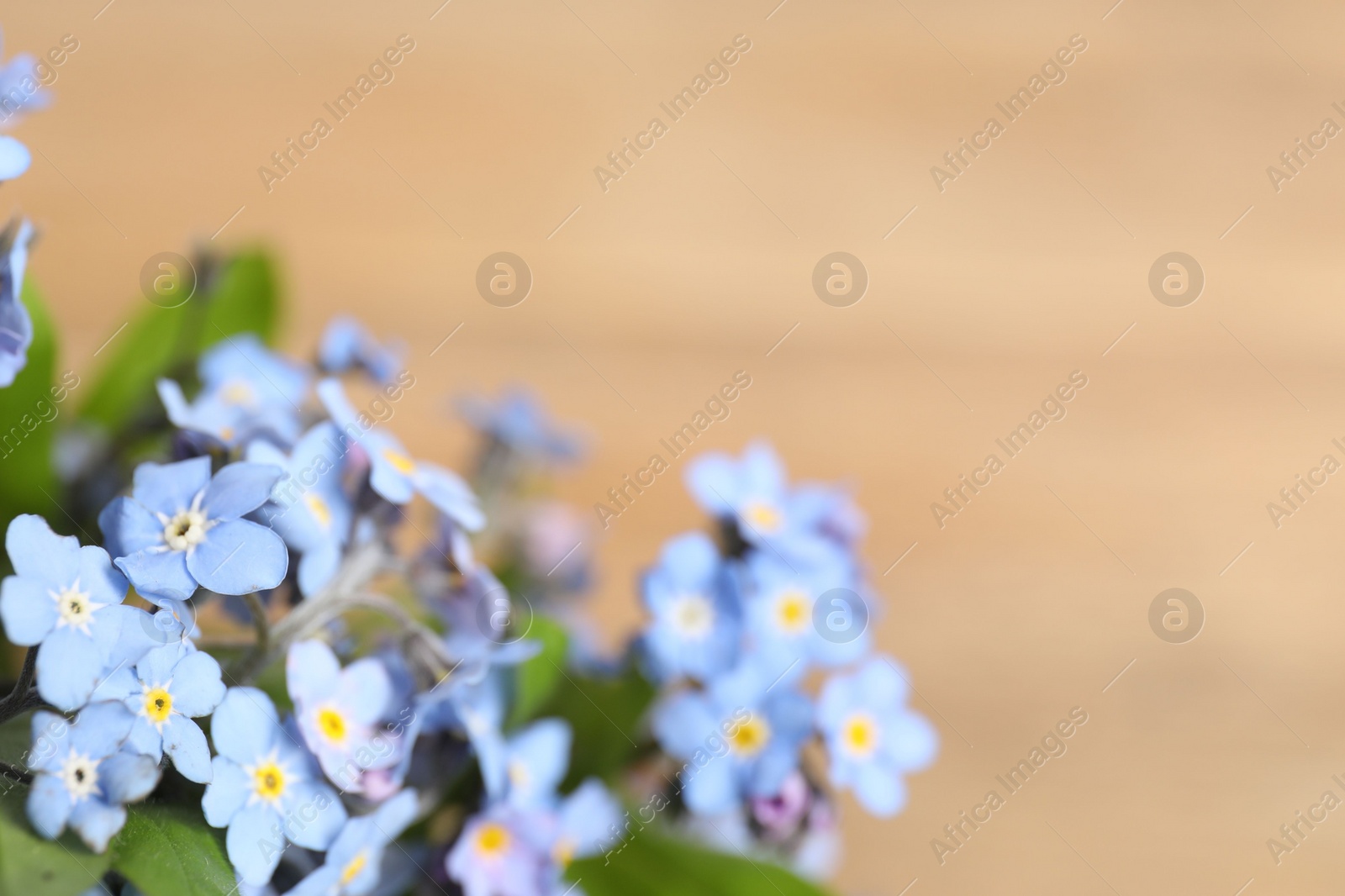 Photo of Beautiful forget-me-not flowers on beige background, closeup. Space for text