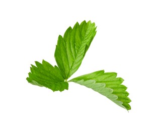 Green wild strawberry leaf isolated on white