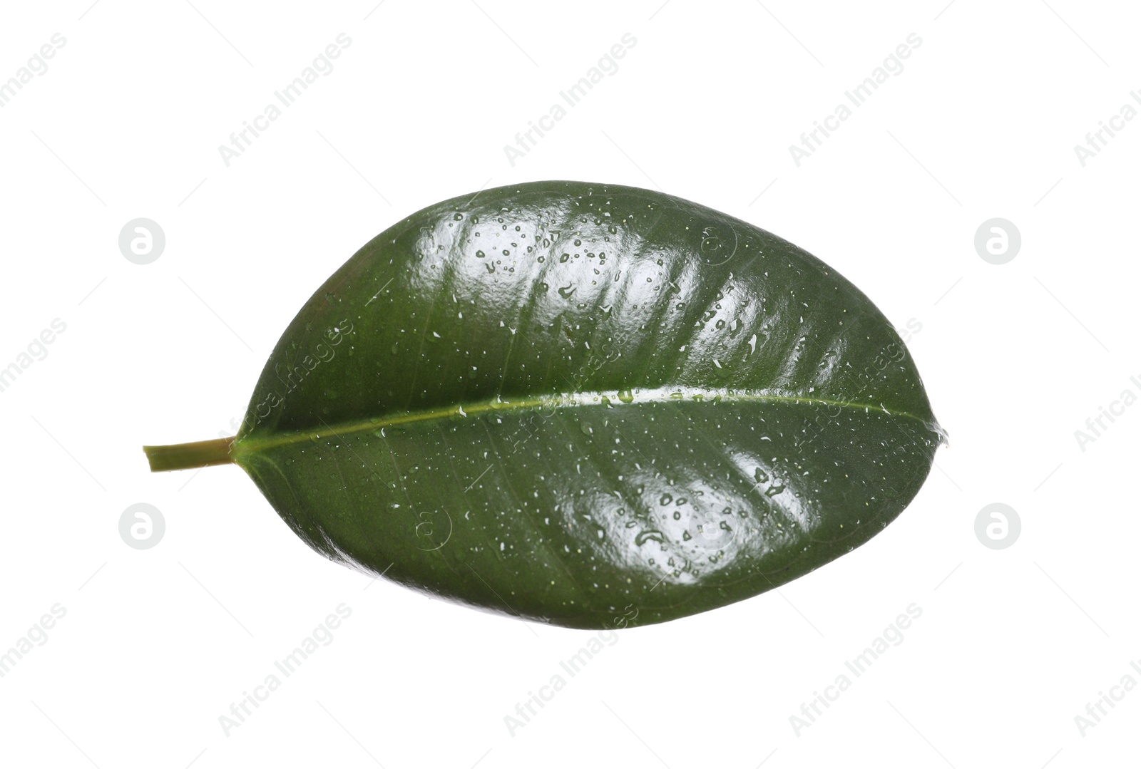 Photo of Fresh green leaf of Ficus elastica plant isolated on white