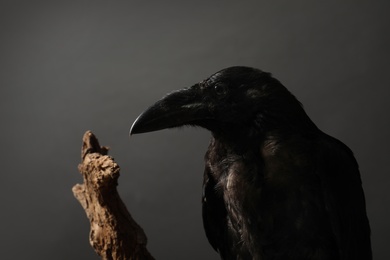 Beautiful common raven on dark background, closeup