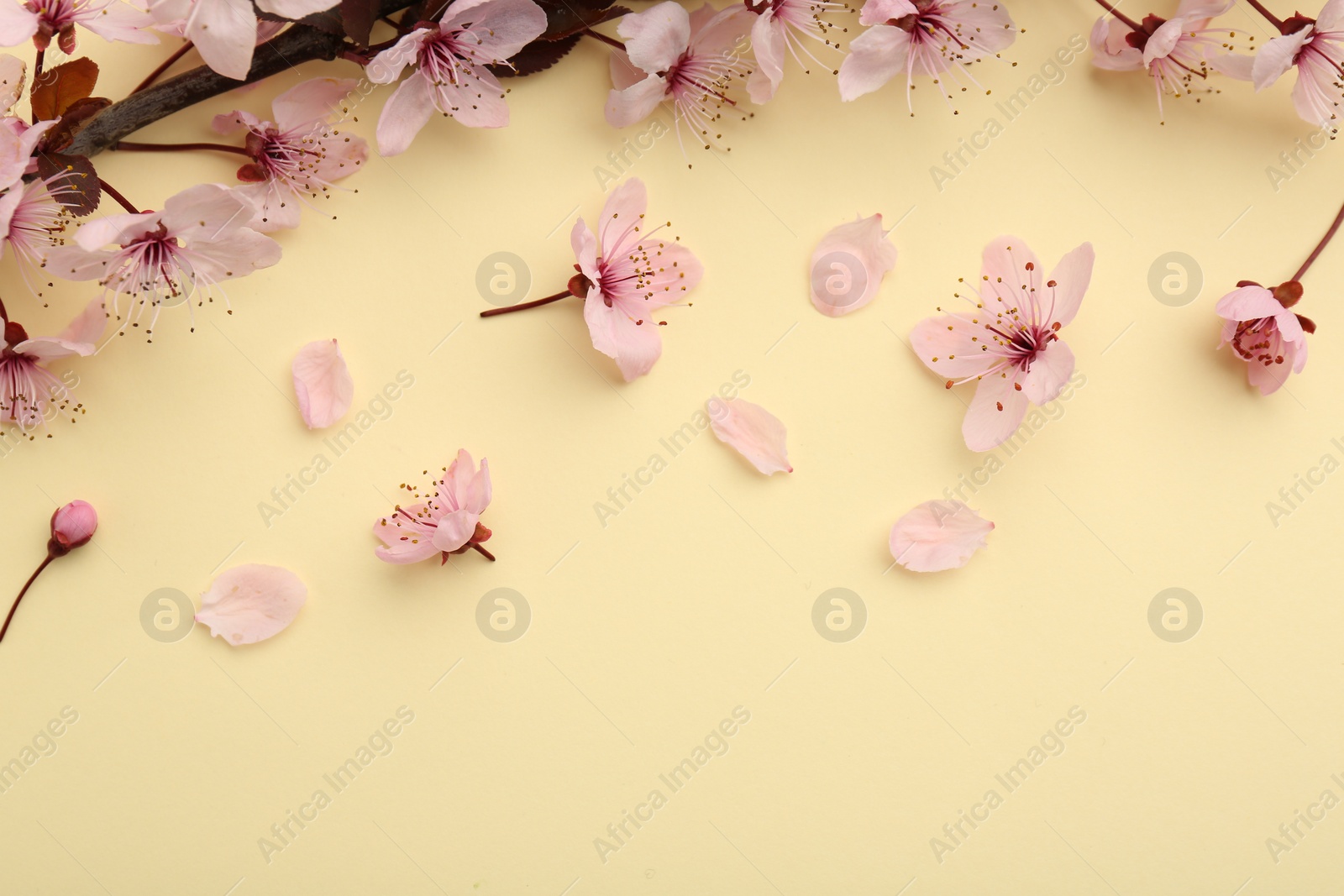 Photo of Spring tree branch with beautiful blossoms, flowers and petals on yellow background, flat lay. Space for text