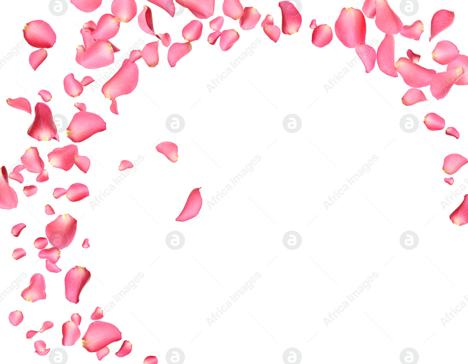 Image of Fresh pink rose petals on white background